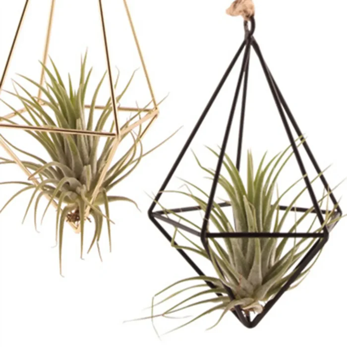 Air Plant Rack Holder