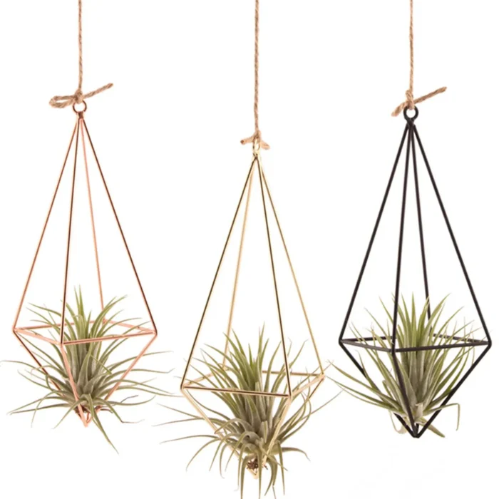 Air Plant Rack Holder