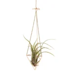 Air Plant Rack Holder