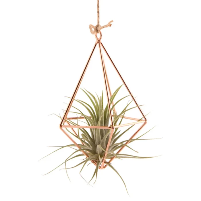 Air Plant Rack Holder